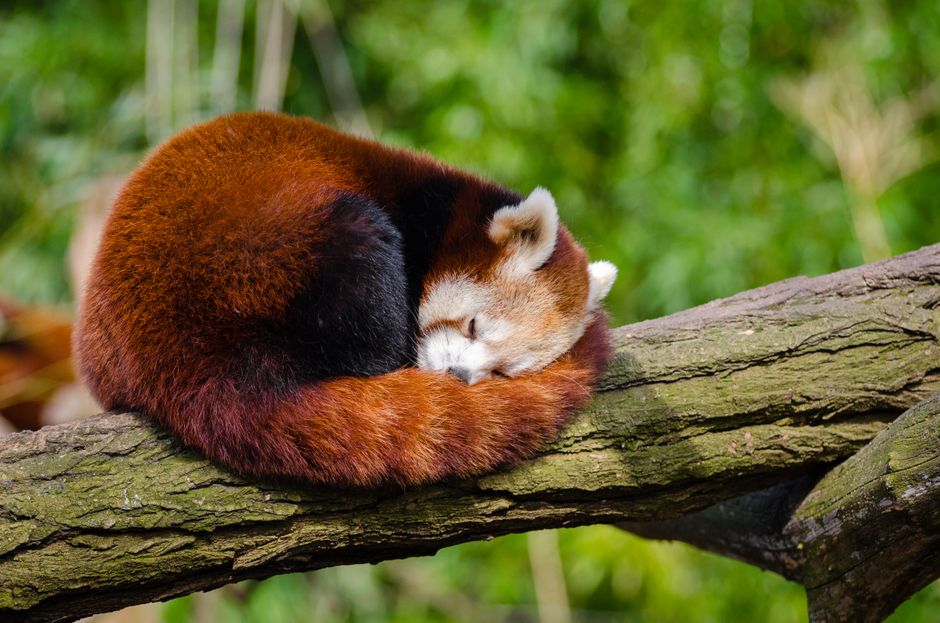Red Panda Sleeping On Tree Branch Free Stock Photo red-panda-sleeping-on-tree-branch-free-stock-photo