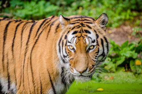 Free Tiger on Green Lawn Grass Stock Photo