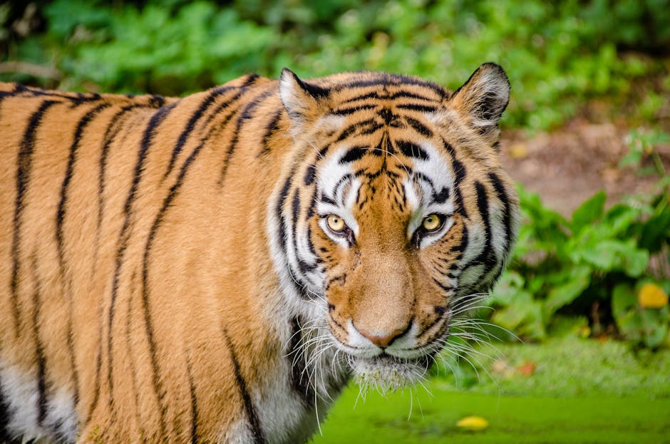 Tiger Above Green Grass during Day Time · Free Stock Photo