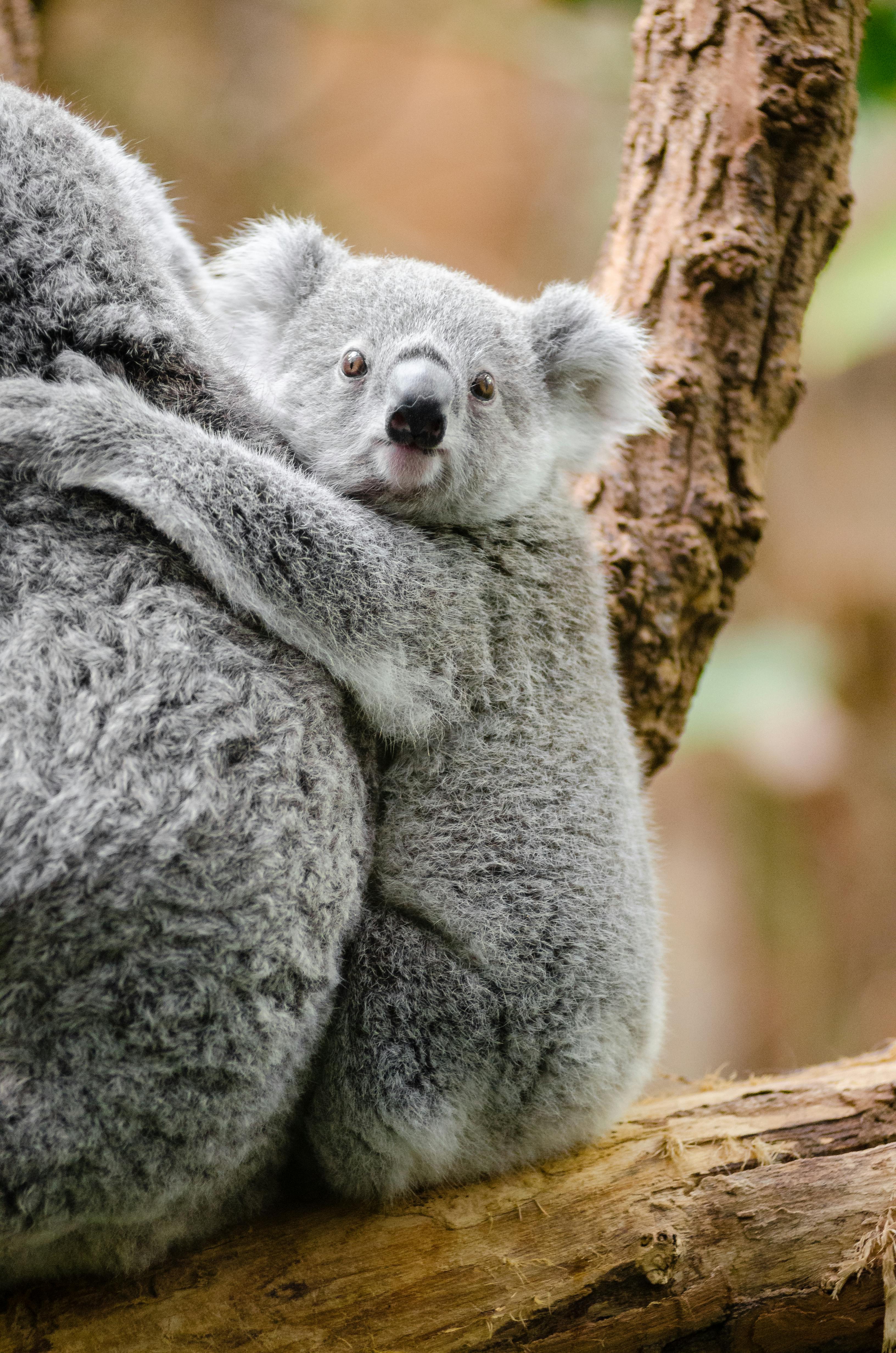 Gray and White Koala Bear Near Trees  Free Stock Photo