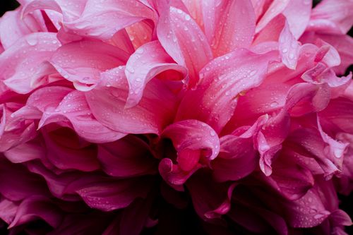Free A close-up shot of pink dahlia petals covered in dewdrops, showcasing vibrant floral beauty. Stock Photo