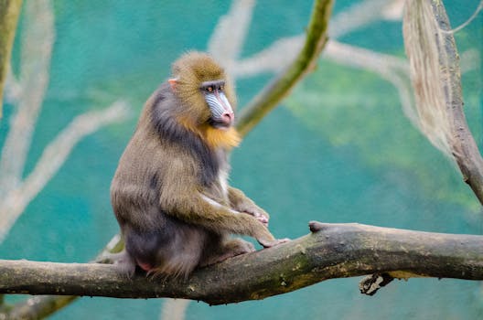 Brown and Black Monkey on Brown Branch during Daytime
