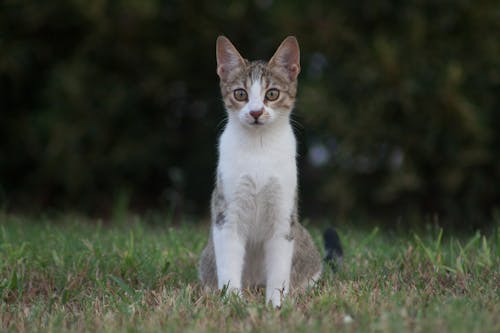 無料 芝生のフィールドに茶色のぶち猫 写真素材