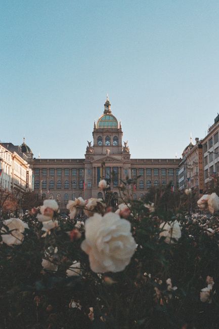A beautiful view of Prague's National Museum with blooming roses in the foreground.