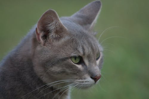 Gratis stockfoto met detailopname, kat, katje