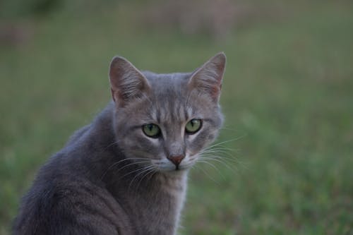 Gratis stockfoto met detailopname, kat, katje