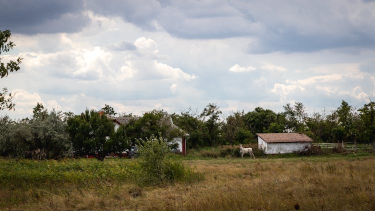 Farmhouse And Pasture 