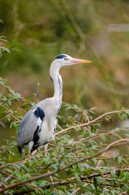 White and Black Heron