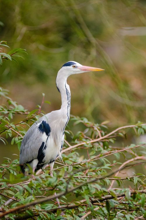Free A majestic heron perches elegantly amidst lush green branches, showcasing its striking plumage. Stock Photo