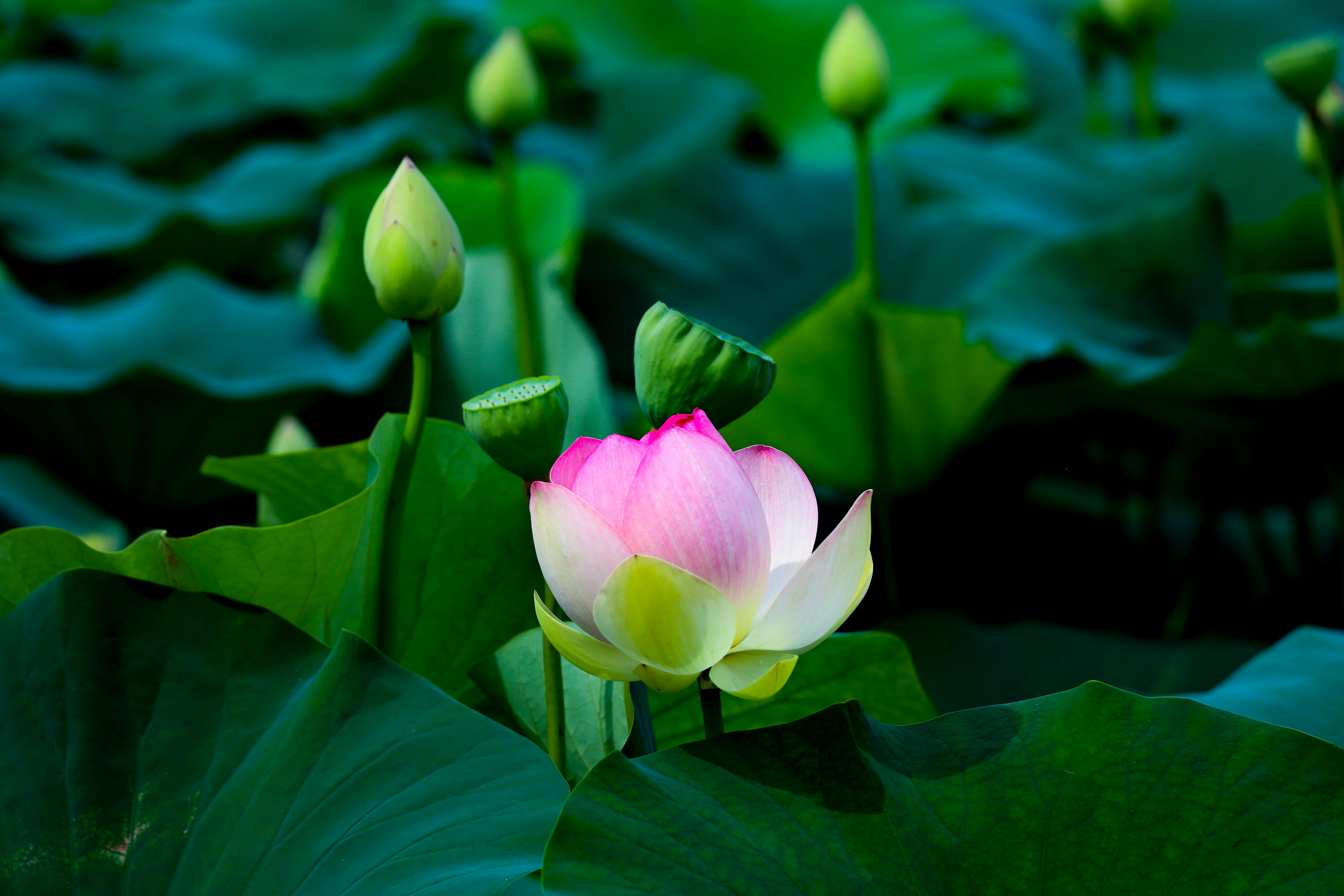 Lotus flowers - Wallpaper & HD Wallpapers - WallHere