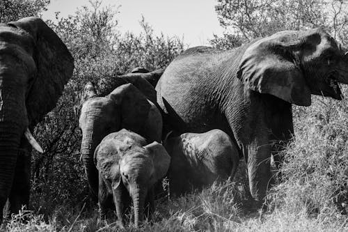 Gratis Foto stok gratis alam liar, bayi gajah, betis Foto Stok