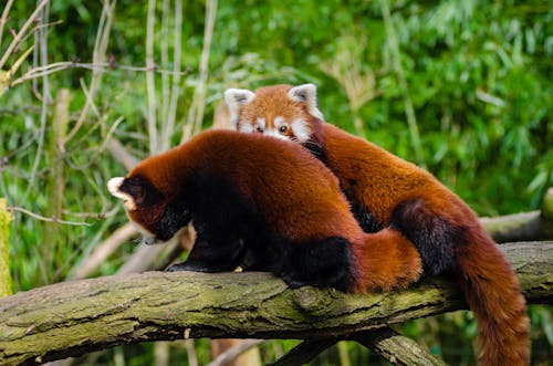 bezplatná Základová fotografie zdarma na téma červené pandy, chlupatý, divočina Základová fotografie