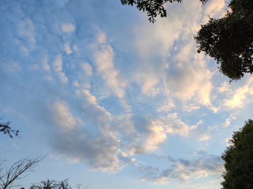樹木, 白色的雲, 藍天 的 免費圖庫相片