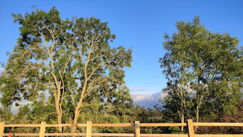 木圍欄, 樹木, 藍天 的 免費圖庫相片