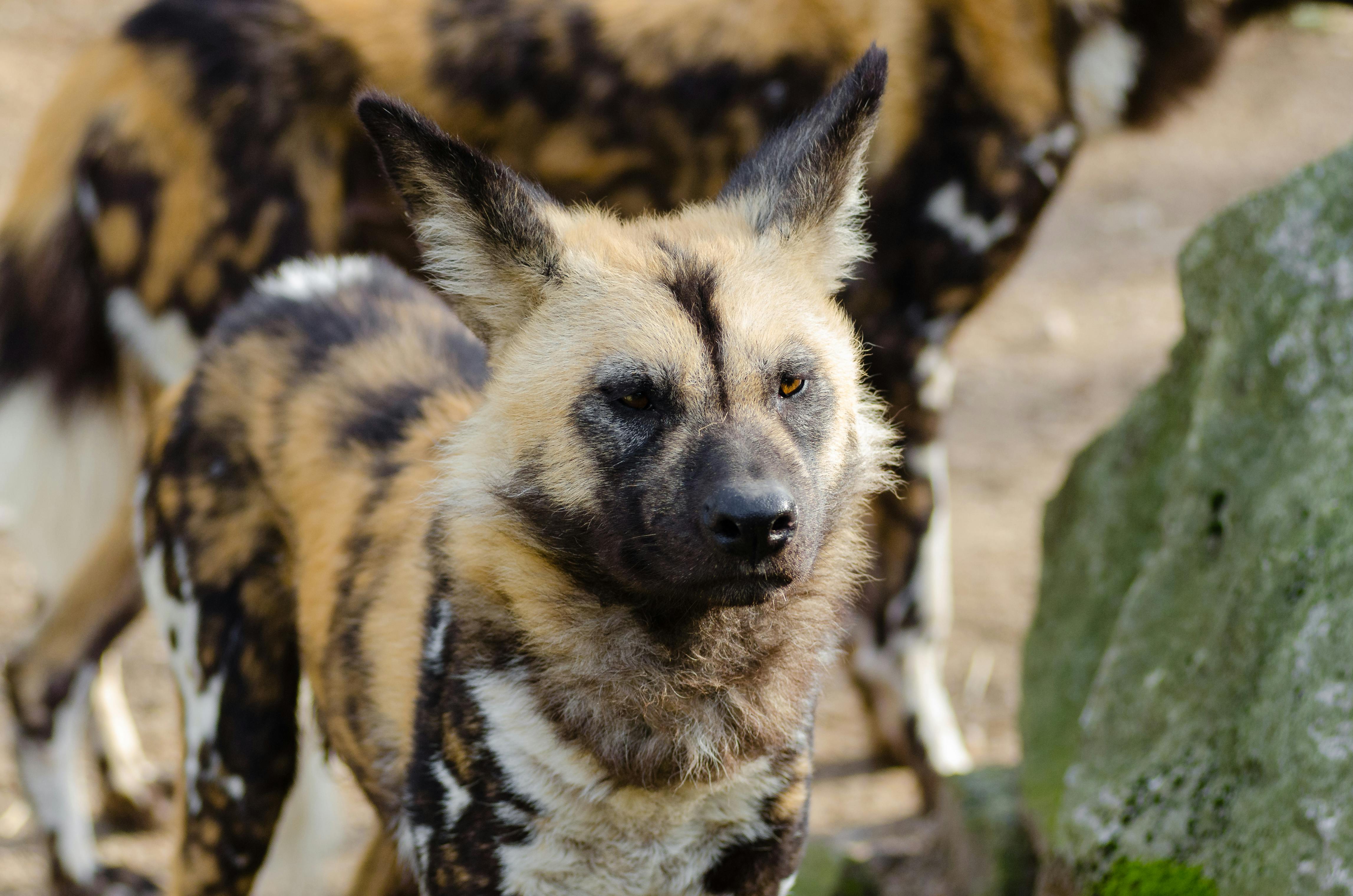 wild dogs of africa