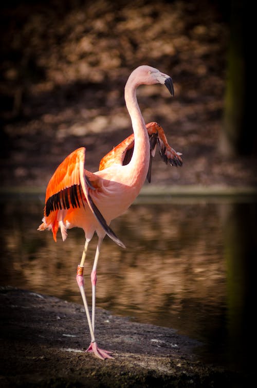 Free Pink and Red Flamingo Standing Near Body of Stock Photo