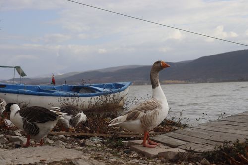 Free Domestic geese stand by a serene lake with a blue boat in the background and hills in view. Stock Photo