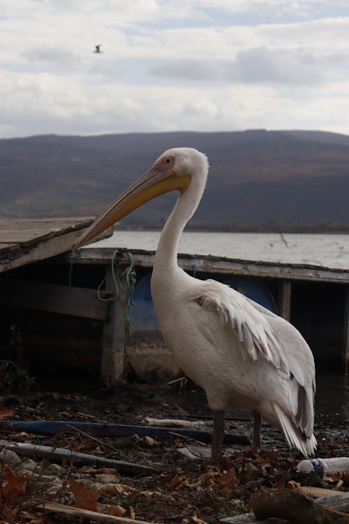 Gratis stockfoto met beest, detailopname, kust