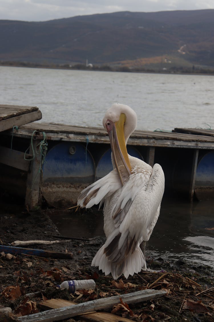 Great White Pelican By The Pier