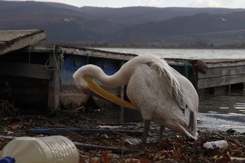 Foto profissional grátis de água, animal, ave