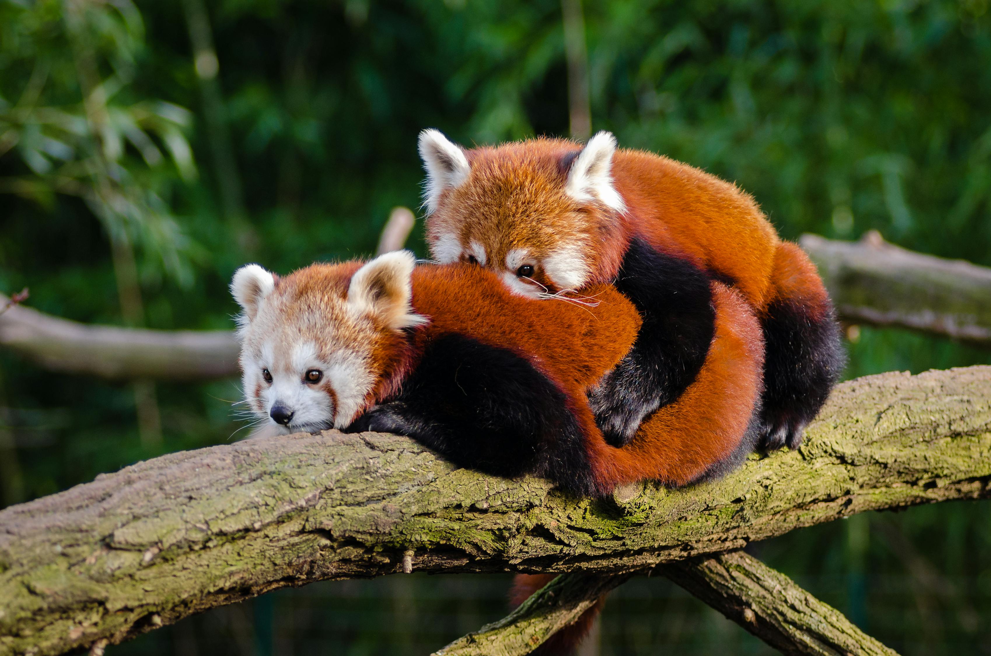 Adorable Couple Of Red Pandas Free Stock Photo - Public Domain Pictures
