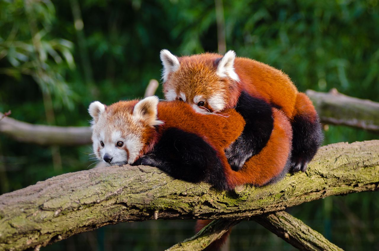 two fluffy red pandas embrace on a tree branch in their natural habita