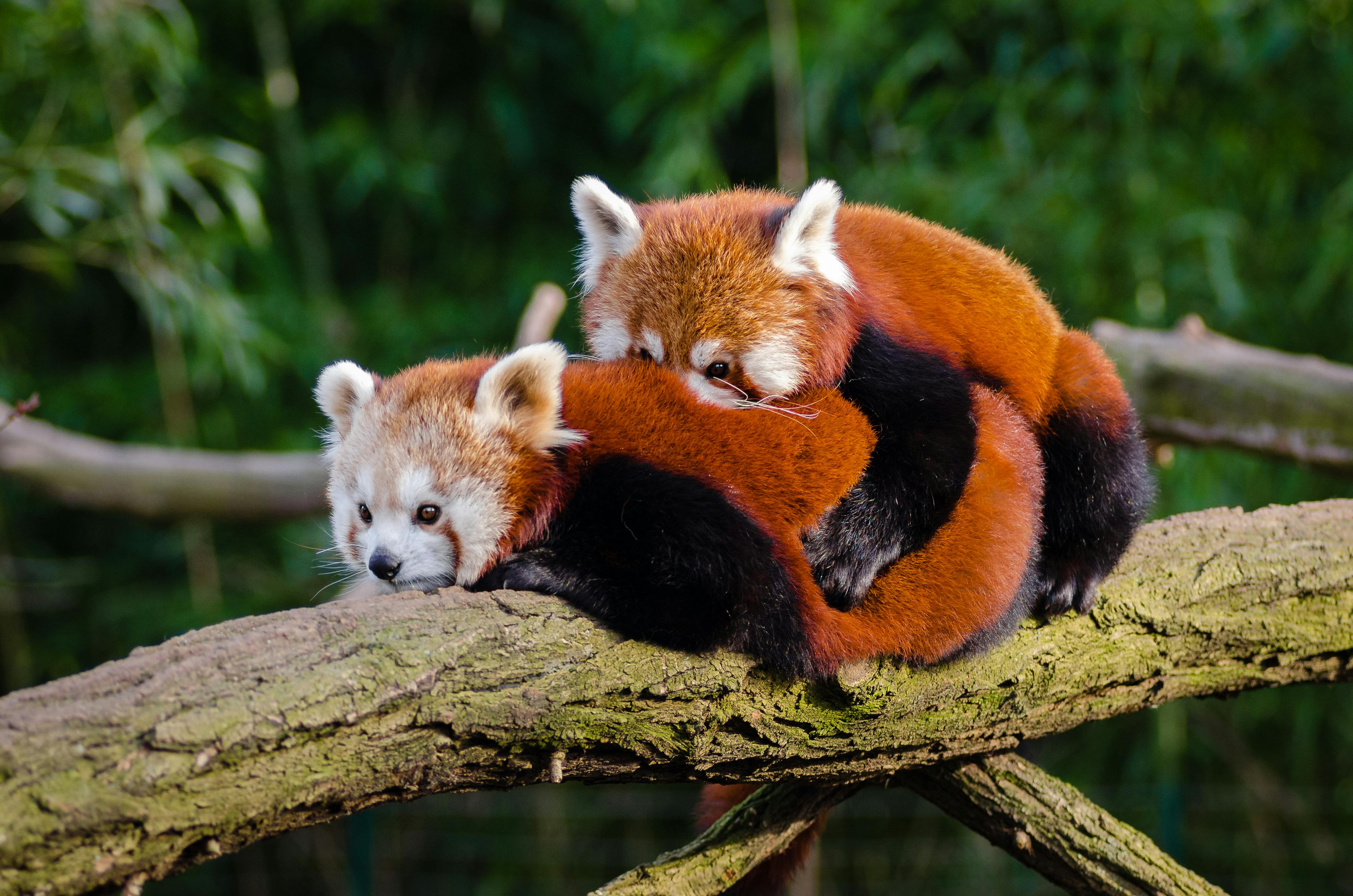 Photo Of Red Pandas Resting On A Tree Branch Free Stock Photo