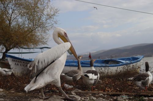 Free Captivating scene of pelicans and geese near a fishing boat on a tranquil shore. Stock Photo