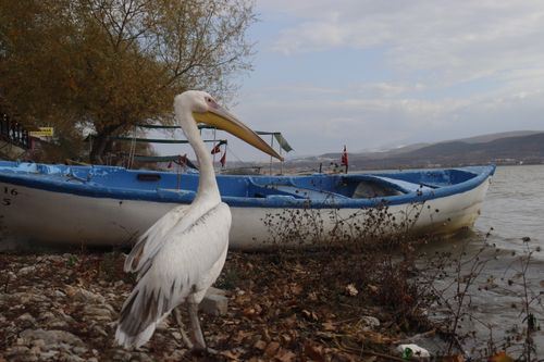 Free Close-up of a white pelican on a lake shore with a blue boat in the background. Stock Photo