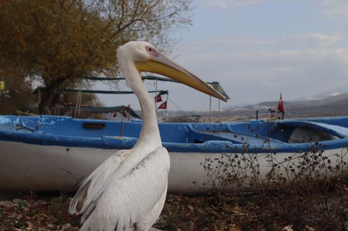 Free A close-up photo of a pelican standing near a blue boat by the shore, under a cloudy sky. Stock Photo
