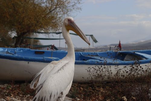 Free A pelican stands near blue boats on a tranquil riverbank, surrounded by nature's beauty. Stock Photo