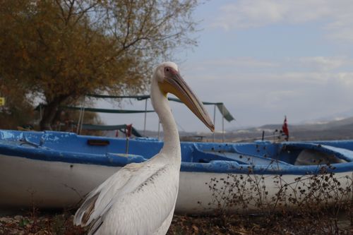 Free Close-up of a white pelican near weathered boats on a serene lake shore. Stock Photo