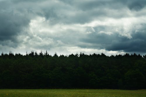 คลังภาพถ่ายฟรี ของ ต้นสนเฟอร์, ท้องฟ้าสีเทา, ป่า