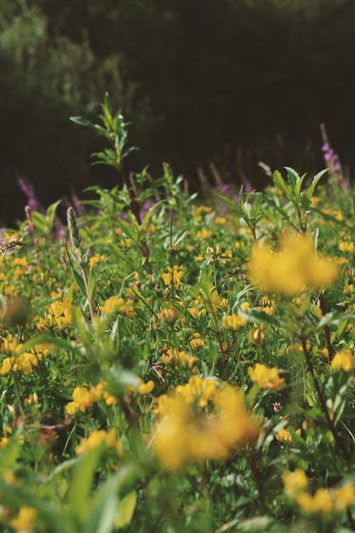 Fotos de stock gratuitas de al aire libre, amarillo, flor