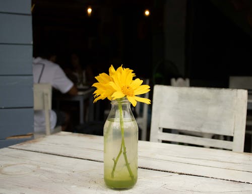 Fotos de stock gratuitas de amarillo, flor, flor amarilla