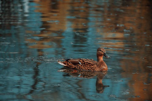 Wild Duck Swimming on a Lake