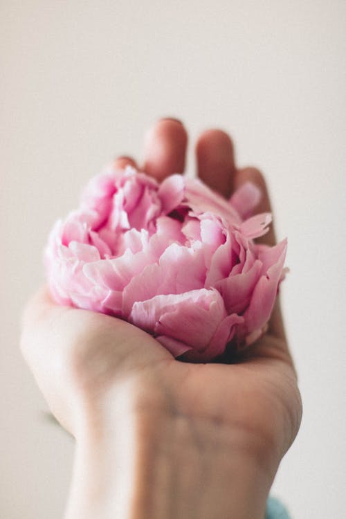 Person Showing Pink Peony Flower