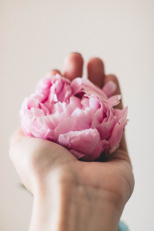 Free Close-up of a delicate pink peony held in a hand, symbolizing fragility and beauty. Stock Photo