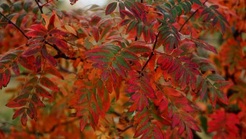 Free Close-up of colorful autumn leaves in Helsinki, showcasing vibrant foliage. Stock Photo