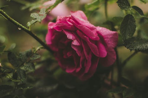 Селективный фокус фотографии розового цветка