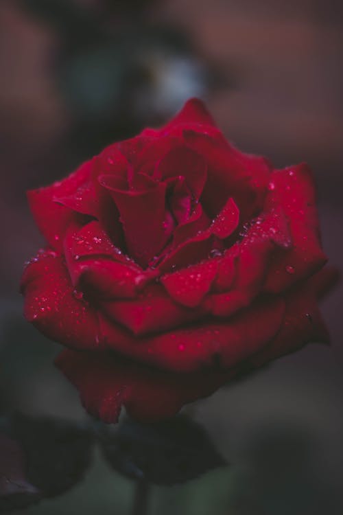 Free Selective Focus Photo of Red Rose Stock Photo