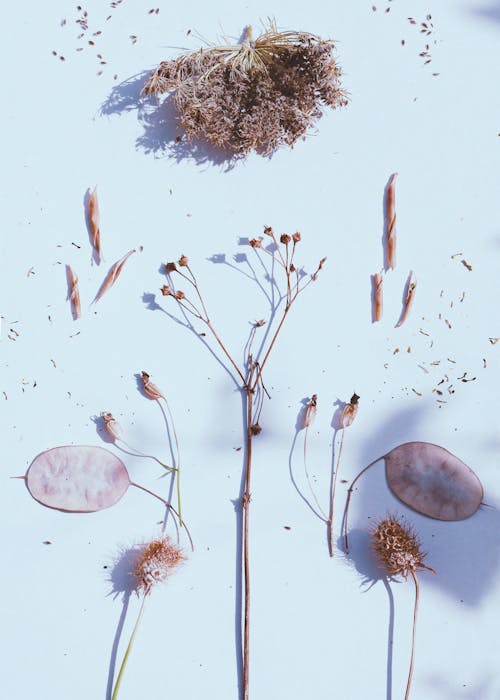 Plants on Blue Background