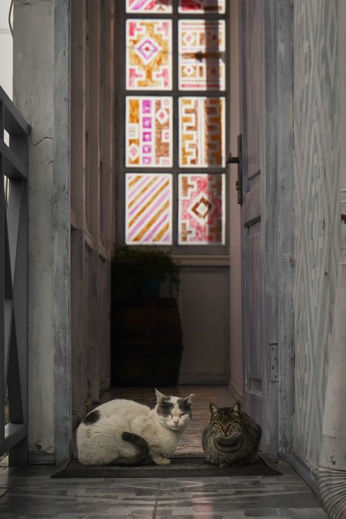 Free Two cats relax in a cozy entryway with colorful stained glass, creating a warm ambiance. Stock Photo