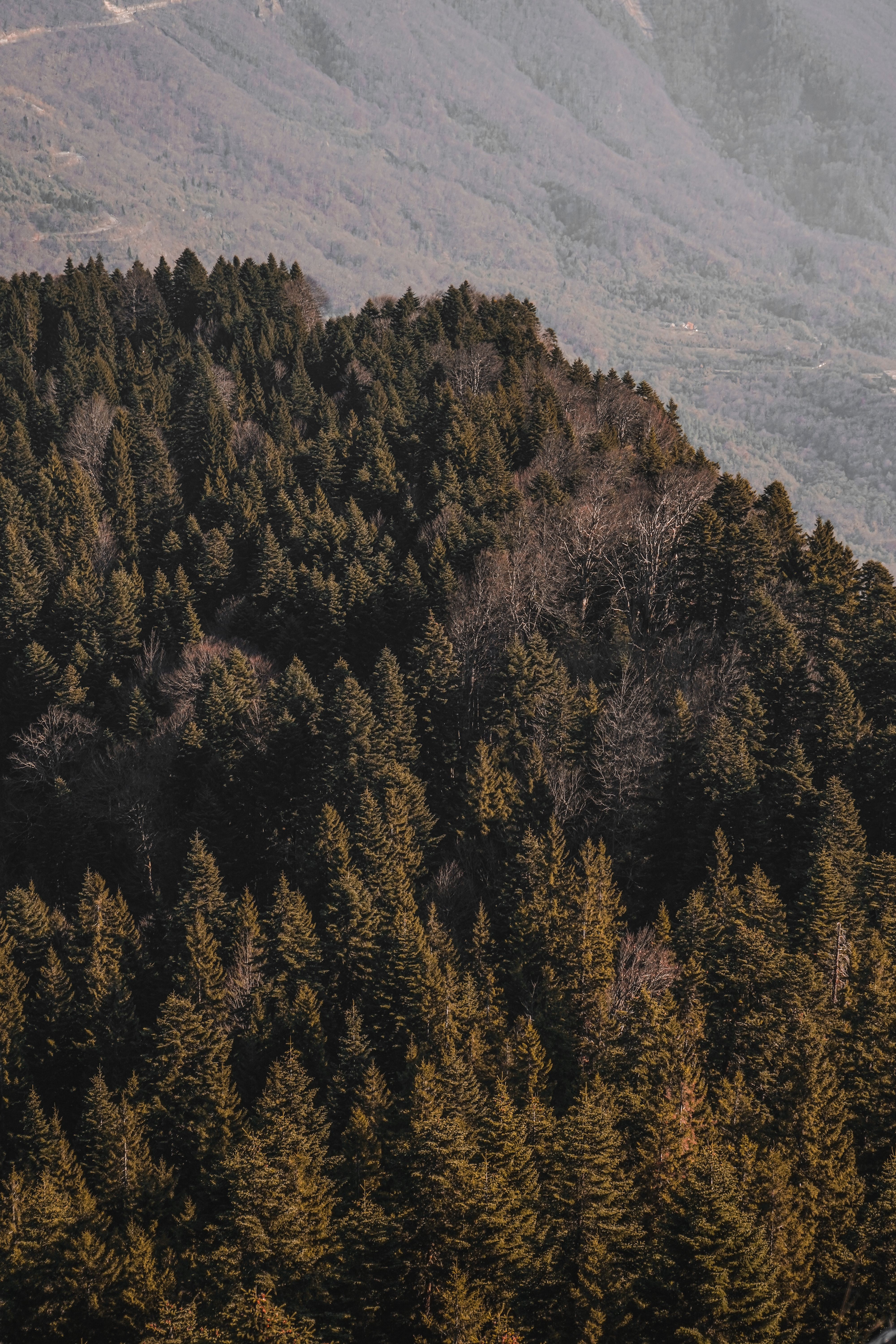 Aerial View of Green Trees on Mountain · Free Stock Photo