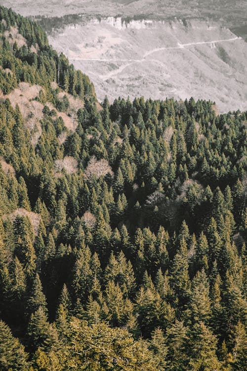 Foto d'estoc gratuïta de bosc, coníferes, de fulla perenne