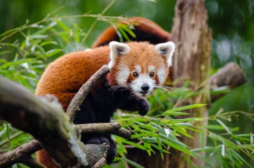 Free Adorable red panda perched on a tree amidst a vibrant bamboo forest, showcasing wildlife beauty. Stock Photo