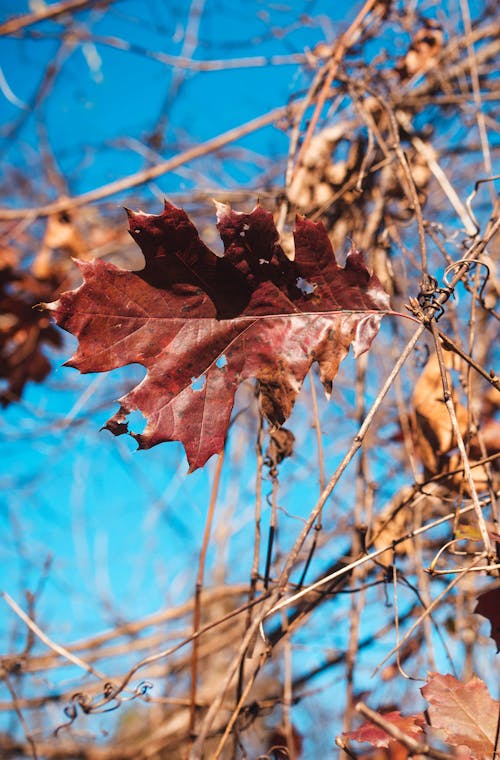 Ingyenes stockfotó őszi háttér, őszi levelek, őszi színek témában