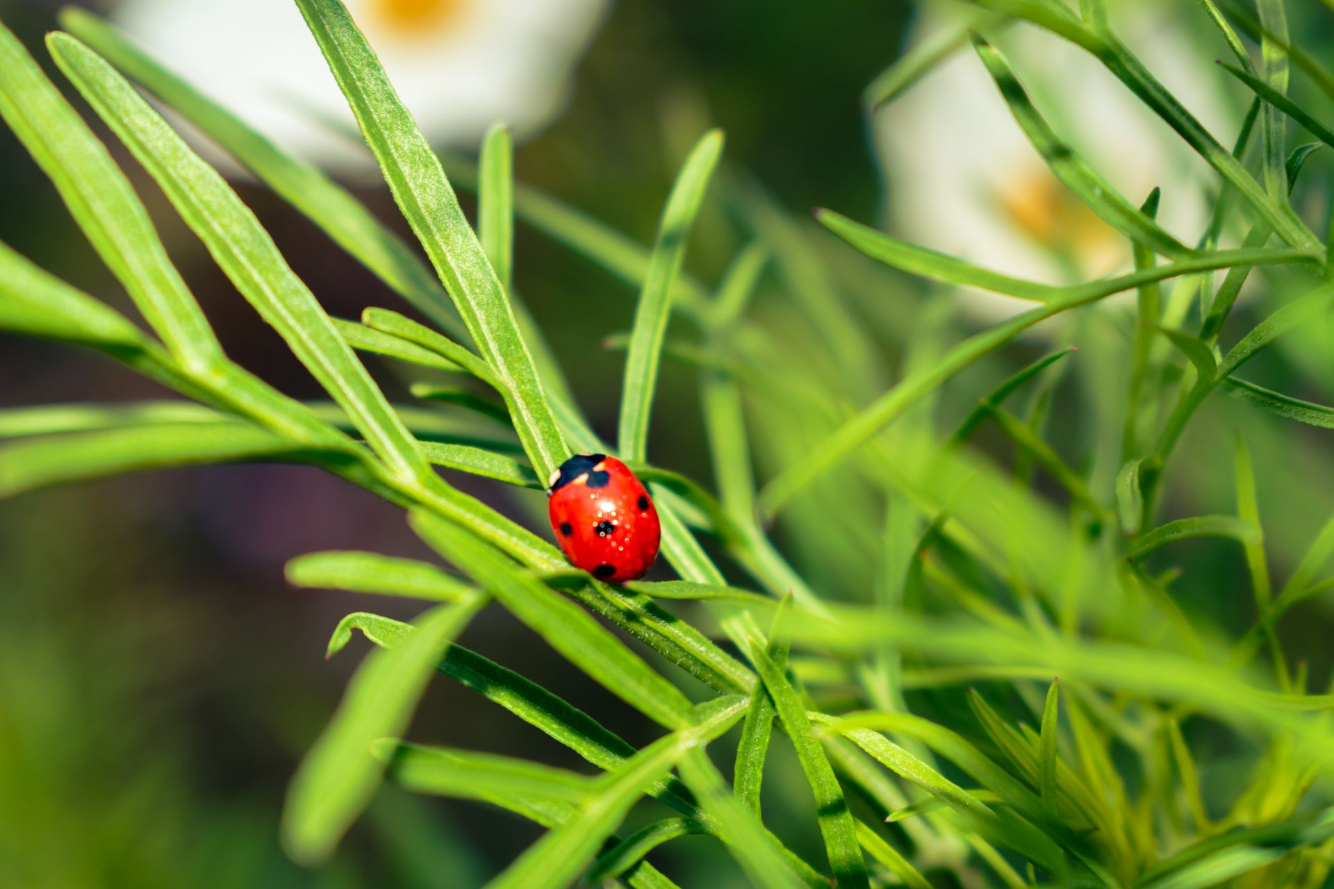 Close-up of a ladybug resting on lush green leaves, showcasing the beauty of nature.