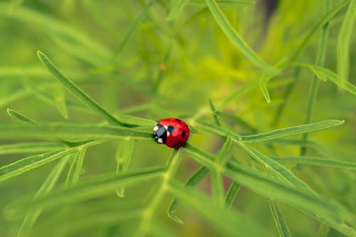 Ladybug in Close Up