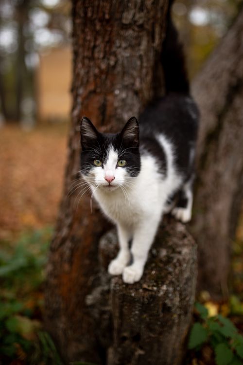 Free Adorable black and white cat posing on a tree stump in an autumn forest. Stock Photo